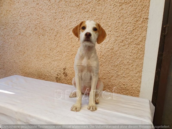 977 schweinchennase.JPG